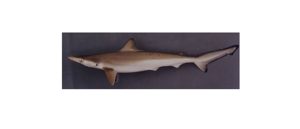 Akibat Pencemaran di Perairan Brasil, Ditemukan Hiu yang Mengandung Kokain di&nbsp;Tubuhnya