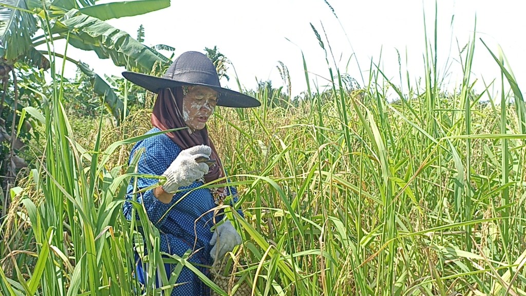 Alih Fungi Lahan Picu Penurunan Produksi Padi di&nbsp;Riau