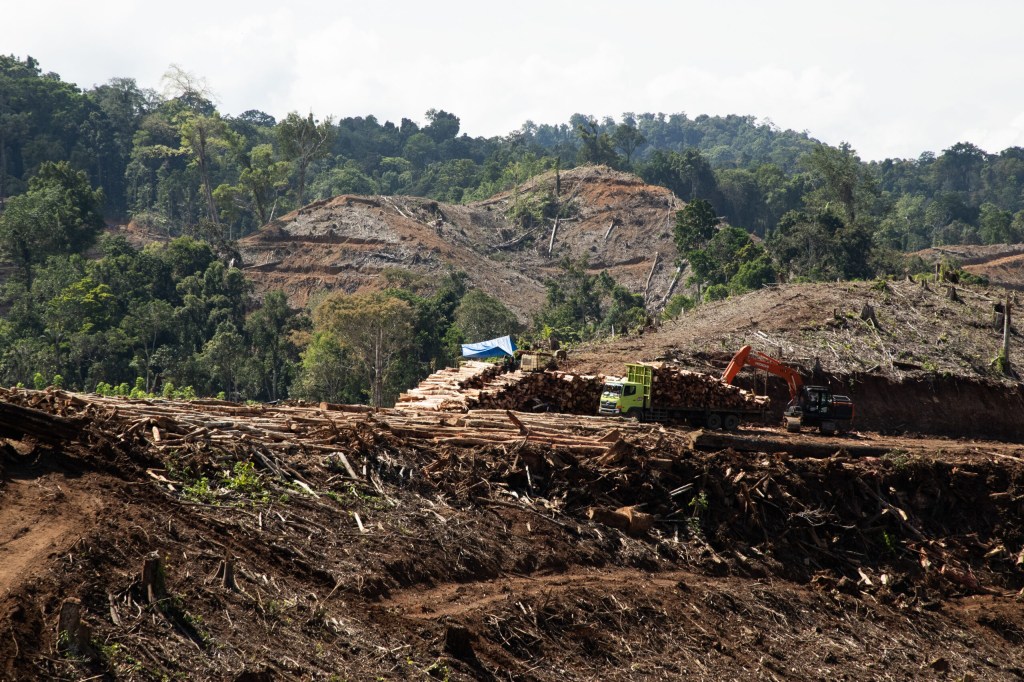 Pelet Kayu Ilegal dari Gorontalo Ngalir ke Korea Selatan dan&nbsp;Jepang?