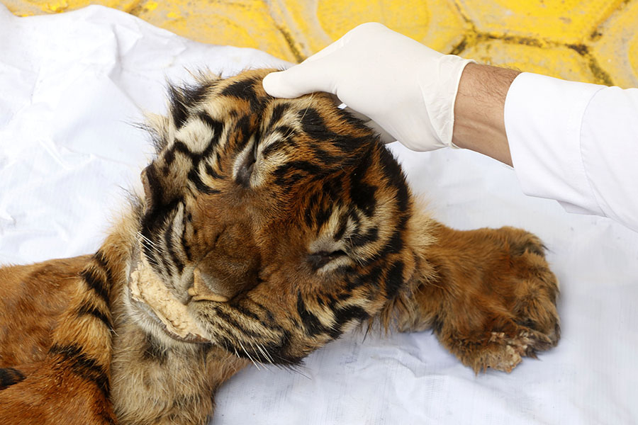 Kena Jerat, Harimau Sumatera Ditemukan Mati di Mandailing&nbsp;Natal