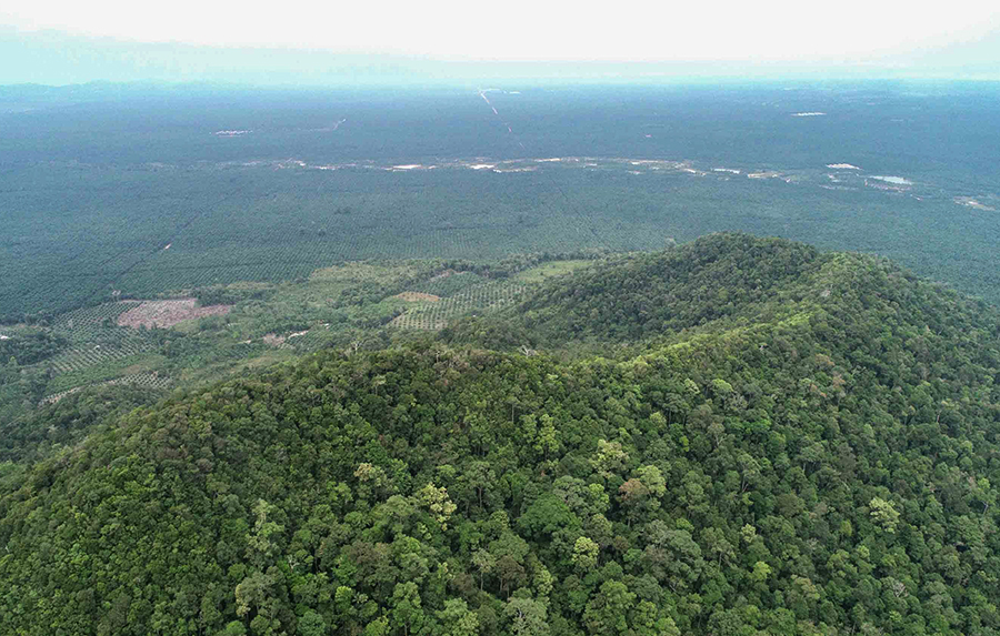 Kebun Energi dan Ancaman Deforestasi di Bangka&nbsp;Belitung