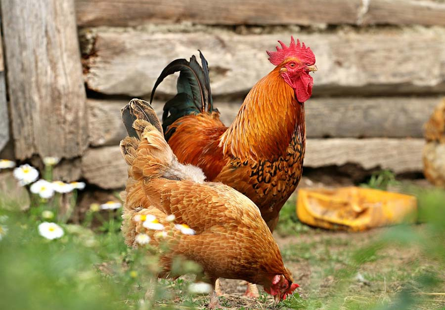 AFJ Ingatkan Pentingnya Ternak Ayam Tanpa&nbsp;Kandang