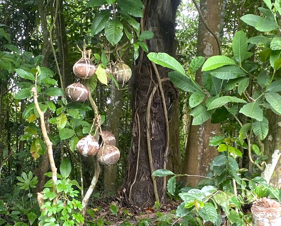 Bayung Gede, Hutan Adat Terbaik di Bali dengan Tradisi Unik Ari-ari&nbsp;Bayi