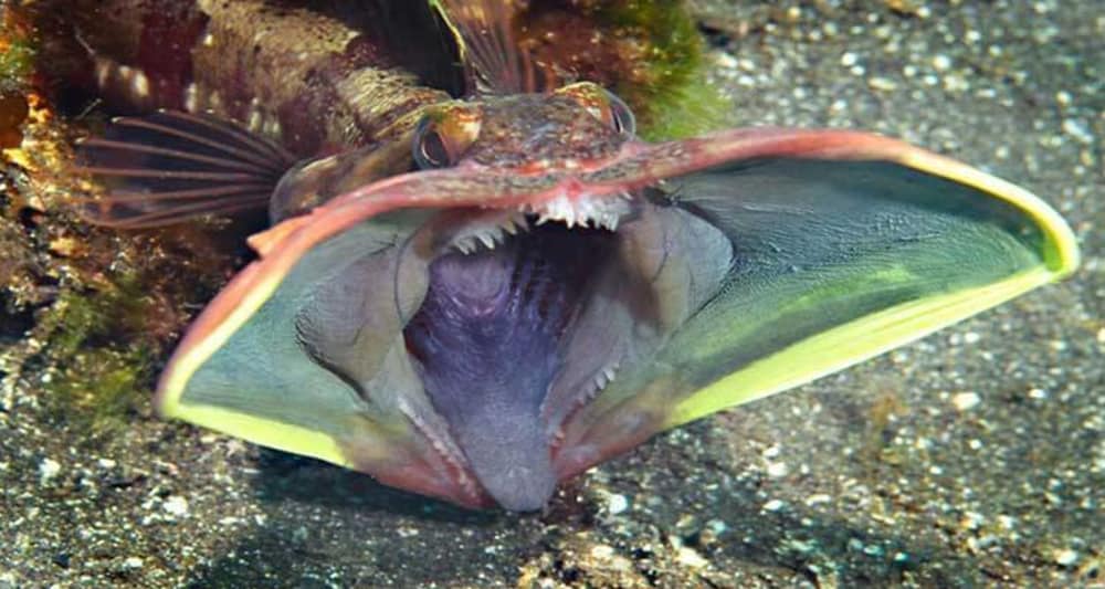 Misteri di Balik Mulut Lebar Ikan Pemarah Sarcastic&nbsp;Fringehead