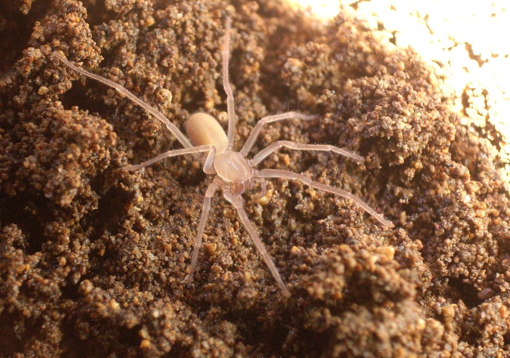 Mencari Laba-laba matakecil Jantan Pertama Indonesia di Gua Karst&nbsp;Jonggrangan