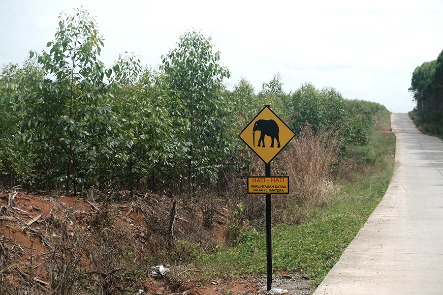 Konflik Manusia dengan Gajah Kembali Terjadi di Sumatera&nbsp;Selatan
