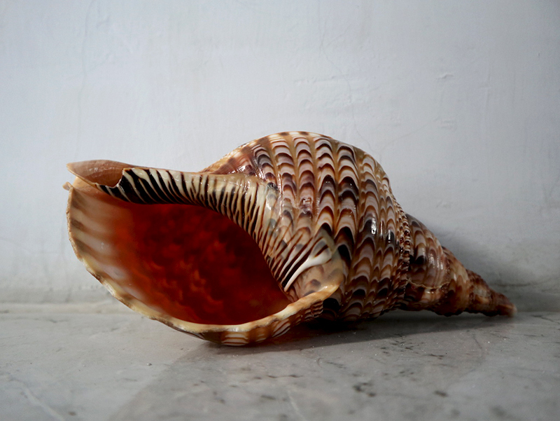 Kerang Laut ini Jadi Alat Tiup Tradisional Masyarakat&nbsp;Pesisir